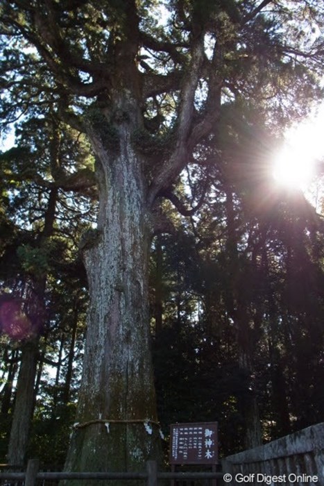 樹齢800年以上と言われる杉の木。大きなパワーをもらえそう（撮影：リコー CX5） 2011年 LPGAツアーチャンピオンシップリコーカップ事前情報 御神木