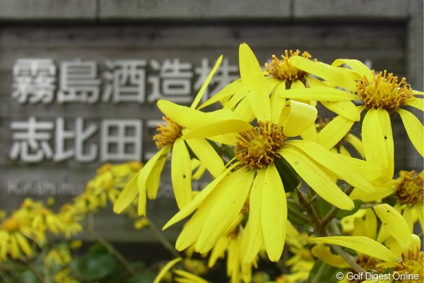 入口を彩る鮮やかなきいろい花（撮影：リコー CX5）