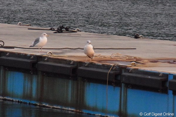2011年 LPGAツアーチャンピオンシップリコーカップ 事前 かもめ 青島漁港の桟橋に佇むかもめ。港の職員が餌を投げ込むのを虎視眈々と待つ（撮影：リコー CX5）