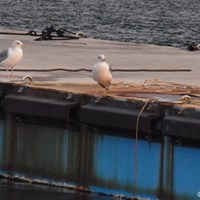 青島漁港の桟橋に佇むかもめ。港の職員が餌を投げ込むのを虎視眈々と待つ（撮影：リコー CX5） 2011年 LPGAツアーチャンピオンシップリコーカップ 事前 かもめ