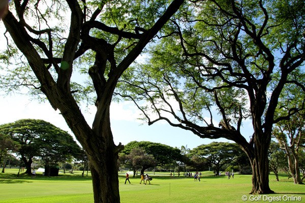 ハワイといえばヤシの木のイメージだが、大きな落葉樹がショットを阻んでいる