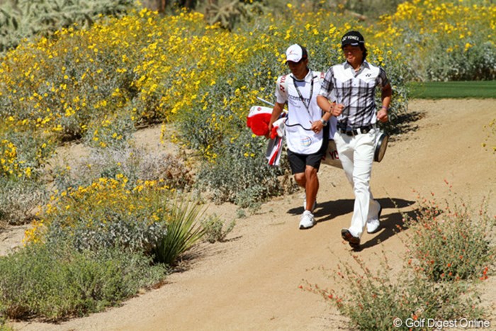 今週は晴天に恵まれているが、先週にはアラレが降り積もったという。その水分のおかげで花がたくさん咲いているのだという 2012年 WGCアクセンチュアマッチプレー選手権 初日 砂漠の花