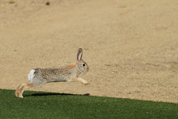 コース内では野ウサギがちょろちょろと現れる。こんな砂漠で何を食べて生きてるのだろう？