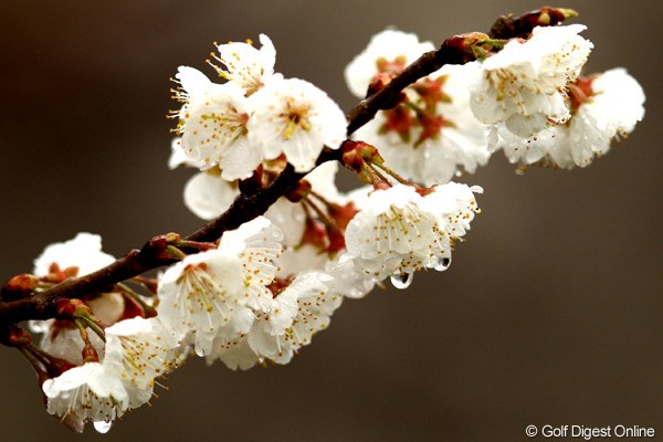 2012年 ヨコハマタイヤゴルフトーナメントPRGRレディスカップ 初日 花 梅？桜？一昨日の暖かさで一気に咲いた花も寒そう。