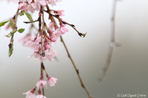 2012年 東建ホームメイトカップ 事前 桜 桜も雨で重そう？