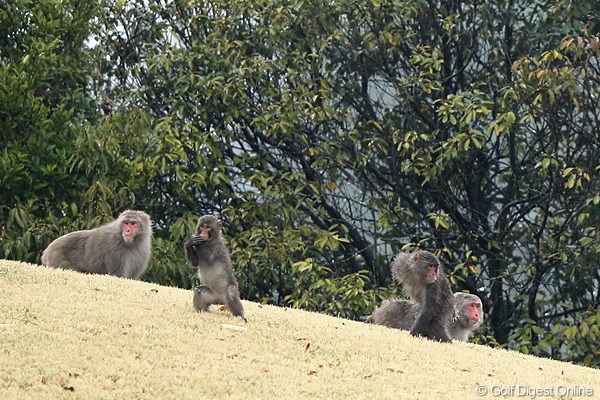2012年 東建ホームメイトカップ 3日目 猿