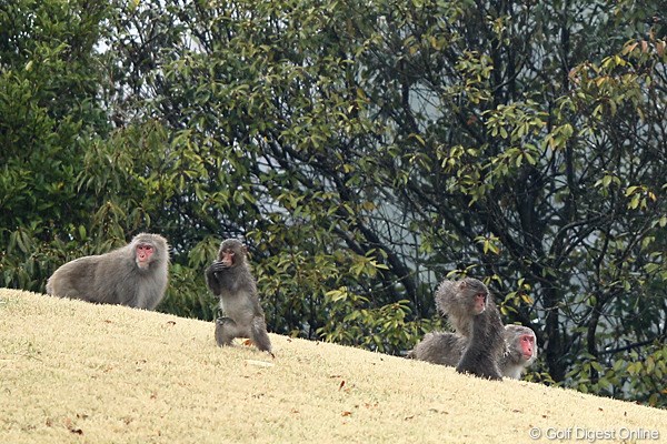 2012年 東建ホームメイトカップ 3日目 猿 コースの中に野生の猿がいっぱい、ファミリー？