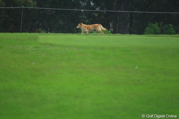 2012年 ワールドレディスチャンピオンシップサロンパスカップ 初日 犬 疾走する犬…狐が出たかと思って思わずシャッターきっちゃった。