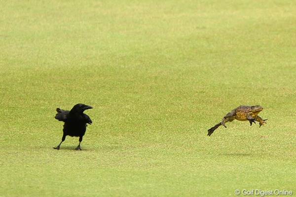 2012年 ダイヤモンドカップゴルフ 2日目 カラスVSカエル