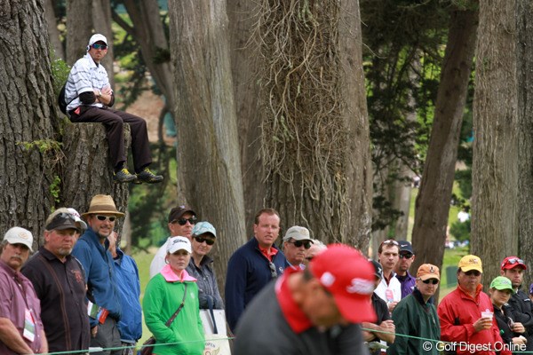 2012年 全米オープン 最終日 特等席 木の枝を切り落とした跡に腰掛けて、悠然と観戦。どうやってそこに上ったの？
