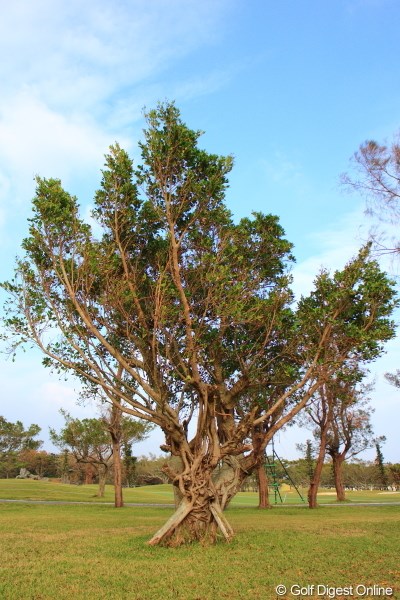 2012年 日本オープンゴルフ選手権競技 初日 ガジュマル