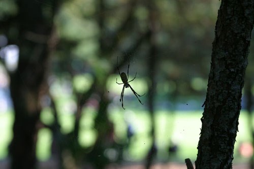 2002年 ダンロップフェニックストーナメント 3日目 蜘蛛 タイガーは蜘蛛が苦手！？ コースのことを聞かれると、大きな蜘蛛が気になったと笑いながら言う。