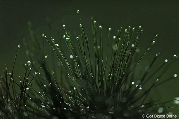 2012年 ダンロップフェニックストーナメント 3日目 松 雨が降ると、松葉はクリスマスっぽいですね。