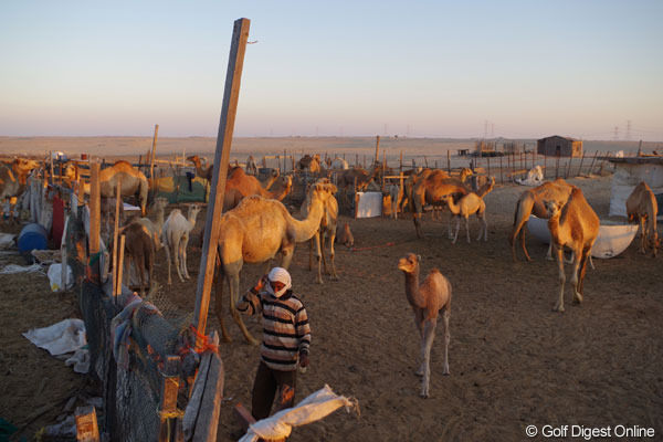 画像詳細 13年 アブダビhsbcゴルフ選手権 ラクダ アブダビ 近代と伝統の共存 アブダビレポート 4 13年 アブダビhsbcゴルフ選手権 Gdo ゴルフダイジェスト オンライン