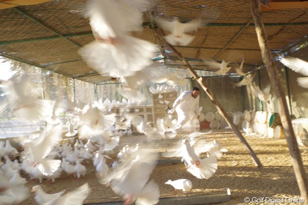 2013年 アブダビHSBCゴルフ選手権 鳩を飼う農場 農場では食用、レース用、コンテスト用とさまざまな用途で鳩を飼っている。ちなみにこれは食用