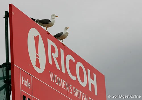 2007年 全英リコー女子オープン 事前情報  大会オフィシャルスポンサー「リコー」の看板の上には、この地域に生息するカモメが羽を休め選手のプレーを観戦中