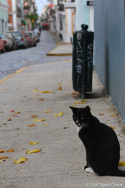 旅情漂う？「プエルトリコオープン」のフォトギャラリー