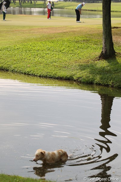 2013年 タイランドオープン 2日目 犬 野良犬も暑いので、水に潜りたくなるようです