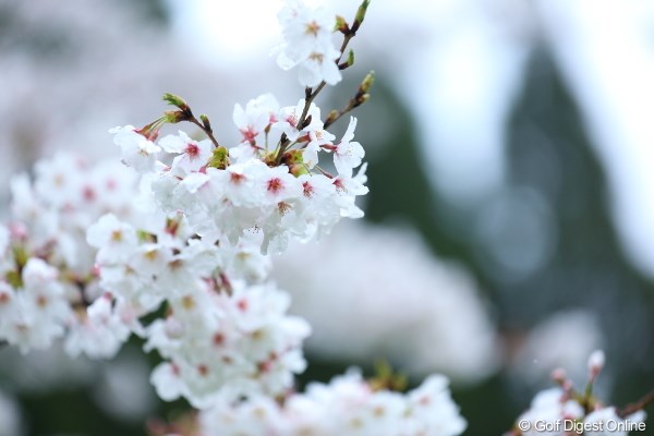 2013年 Tポイントレディスゴルフトーナメント 初日 桜 せっかくの桜の花びらも、今週は冷たい雨がしたたるのかな