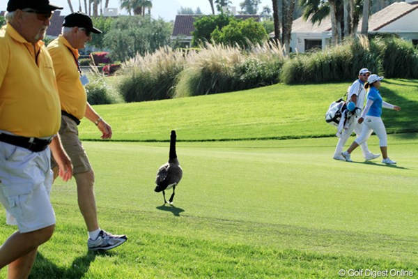 2013年 クラフトナビスコ選手権 3日目 鳥 ゴルフにおいて人間と自然との境目は、限りなく小さい