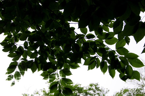 2013年 全米オープン 初日 緑 突然の雨でも広葉樹の下は格好の雨宿りスポット（ペンタックスK5で撮影）