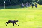 2013年 日医工女子オープンゴルフトーナメント 最終日 フェアウェイを駆ける鹿