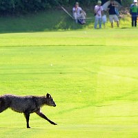 再々開後、突如ピーカンの猛暑に見舞われた13番フェアウェイに現れた1頭の鹿。一服の清涼剤に…なりませんわなァ…。 2013年 日医工女子オープンゴルフトーナメント 最終日 フェアウェイを駆ける鹿