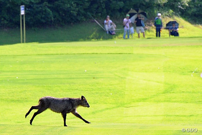 再々開後、突如ピーカンの猛暑に見舞われた13番フェアウェイに現れた1頭の鹿。一服の清涼剤に…なりませんわなァ…。 2013年 日医工女子オープンゴルフトーナメント 最終日 フェアウェイを駆ける鹿