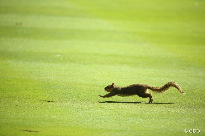 2013年 WGCブリヂストンインビテーショナル 3日目 リス