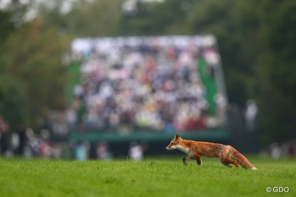 1番ホール、きたきつねの行進