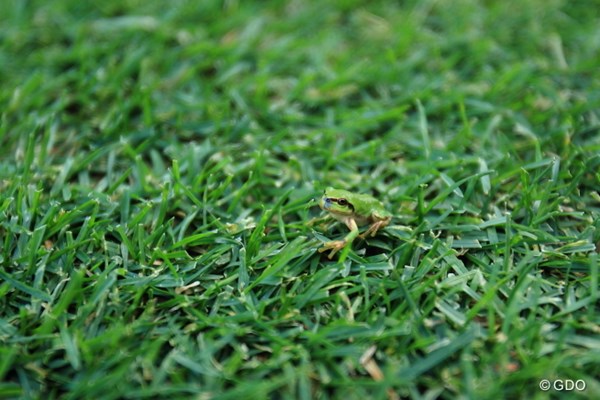 2013 ANAオープンゴルフトーナメント 初日 カエル カエルを探せ！