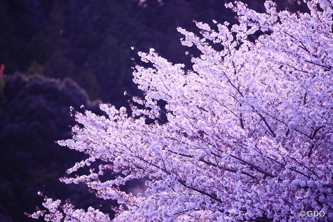 2014年 ヤマハレディースオープン葛城 2日目 桜