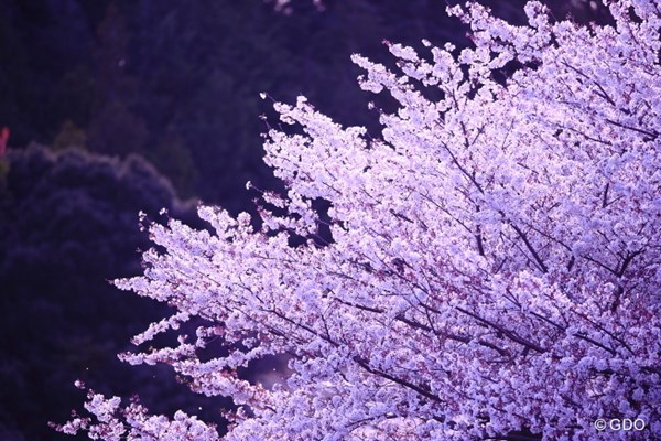 2014年 ヤマハレディースオープン葛城 2日目 桜 今日の桜。