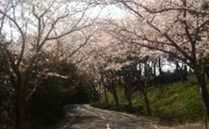 千葉桜の里ゴルフクラブ【アコーディア】