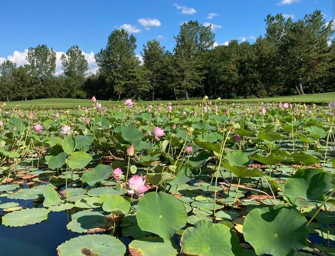 新潟サンライズゴルフコース【閉鎖】 画像5